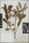 Foto von Salix humilis Marshall